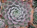 sempervivum-hyb-monika-2