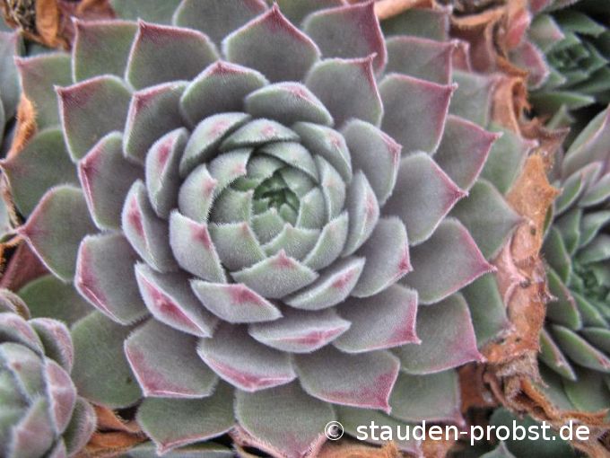 Sempervivum 'Monika' - Hauswurz