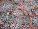 sempervivum-hyb-monika