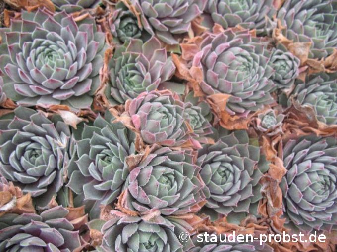 Sempervivum 'Monika' - Hauswurz