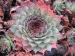 sempervivum-hyb-doris
