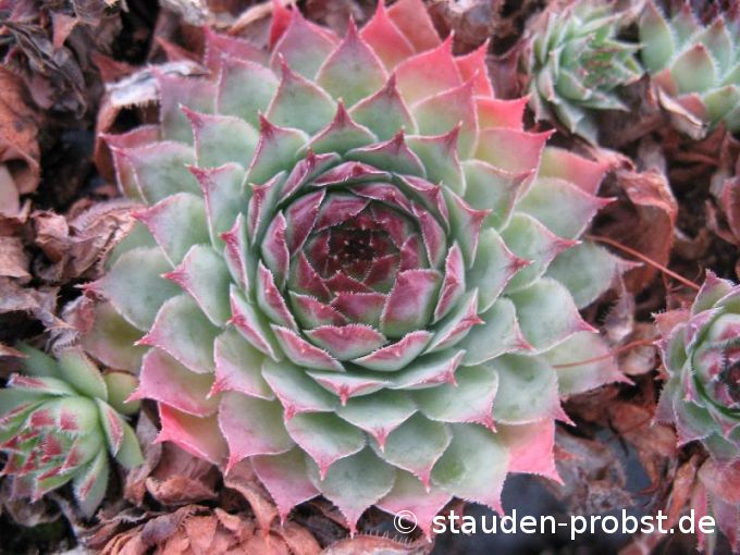 Sempervivum 'Doris' - Hauswurz