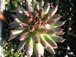 sempervivum-hyb-oddity