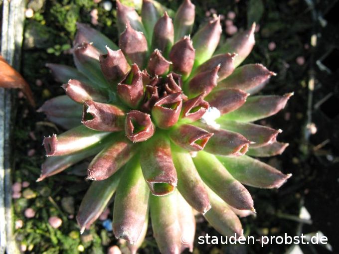 Sempervivum 'Oddity' - Hauswurz

