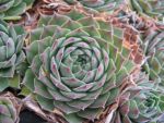 sempervivum-hyb-ohio-burgundy-2