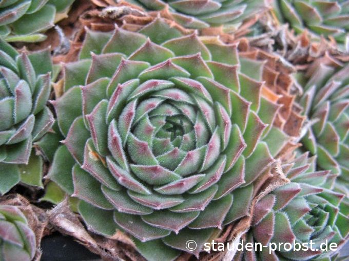 Sempervivum 'Ohio Burgundy' - Hauswurz