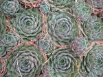sempervivum-hyb-ohio-burgundy