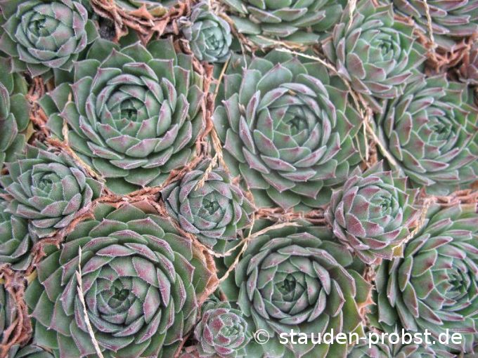 Sempervivum 'Ohio Burgundy' - Hauswurz