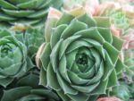 sempervivum-hyb-olivette-2