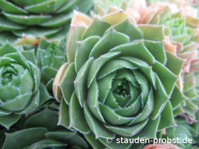 Sempervivum 'Olivette' - Hauswurz