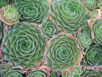 sempervivum-hyb-olivette