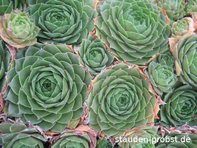 Sempervivum 'Olivette' - Hauswurz