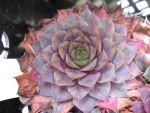sempervivum-hyb-opal