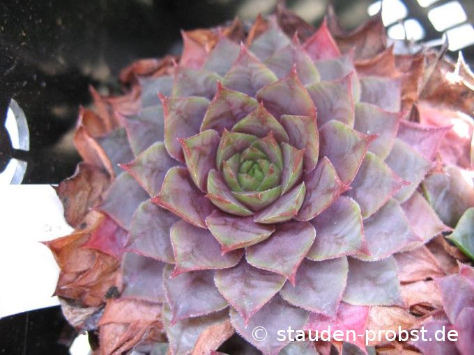 Sempervivum 'Opal' - Hauswurz