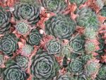 sempervivum-hyb-orange-button