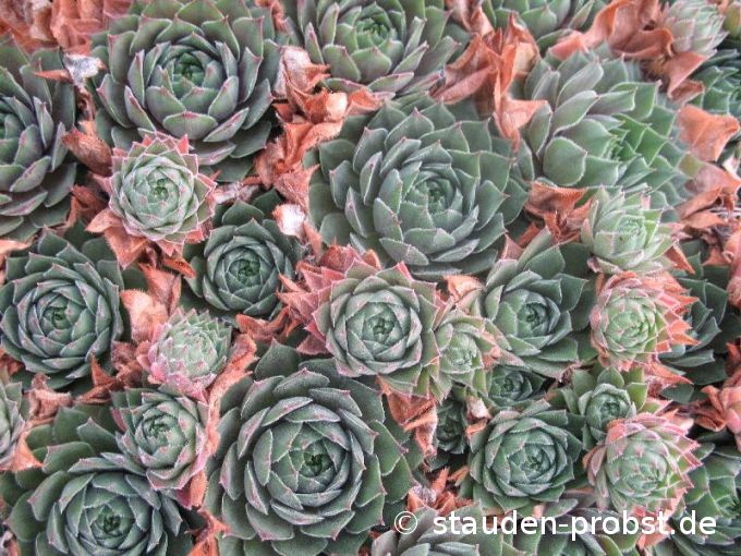 Sempervivum 'Orange Button' - Hauswurz