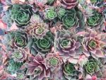 sempervivum-hyb-othello