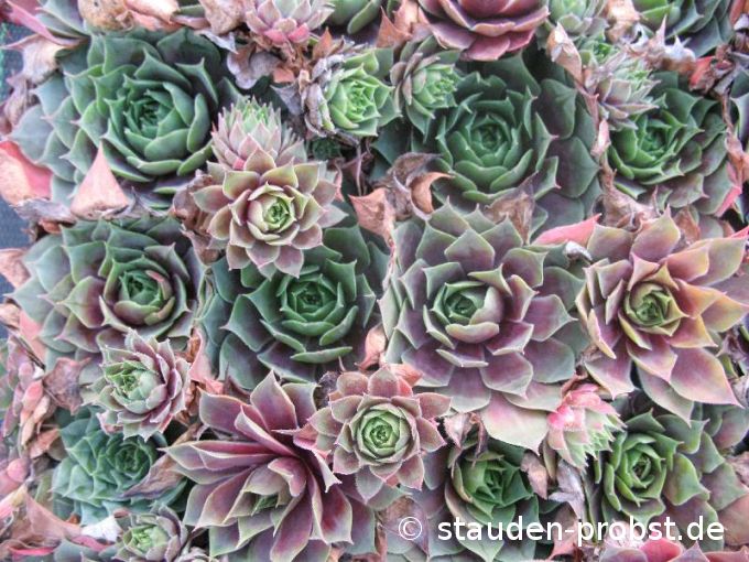 Sempervivum 'Othello' - Hauswurz