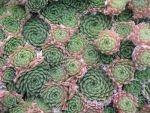 sempervivum-hyb-pekinese