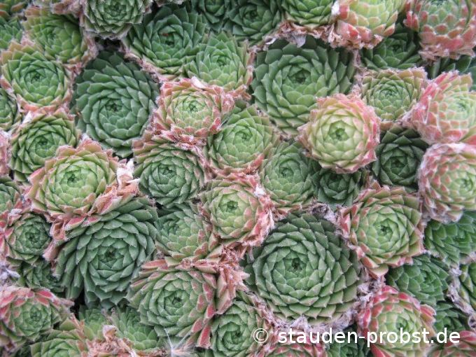 Sempervivum 'Pekinese' - Hauswurz