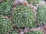 sempervivum pseudofunkii-2