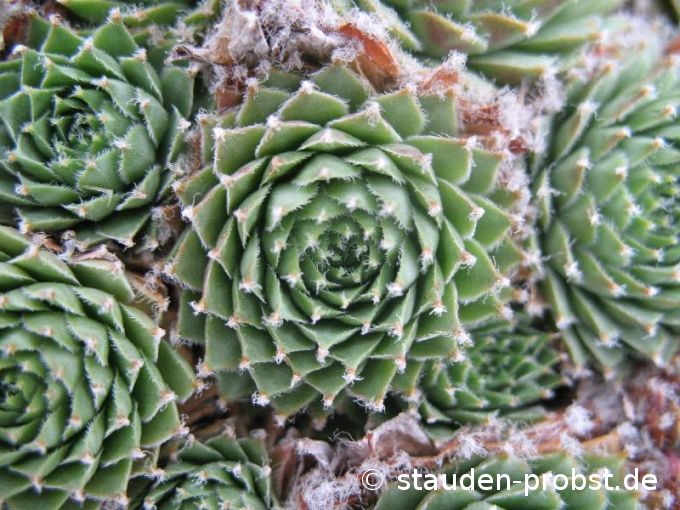 Sempervivum pseudofunkii - Hauswurz