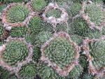 sempervivum pseudofunkii