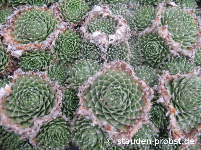Sempervivum pseudofunkii - Hauswurz