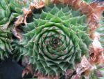 sempervivum pumilum