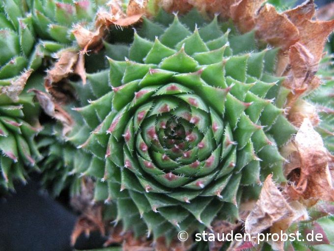 Sempervivum pumilum - Hauswurz