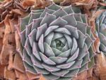 sempervivum-hyb-purdys-90-1-2