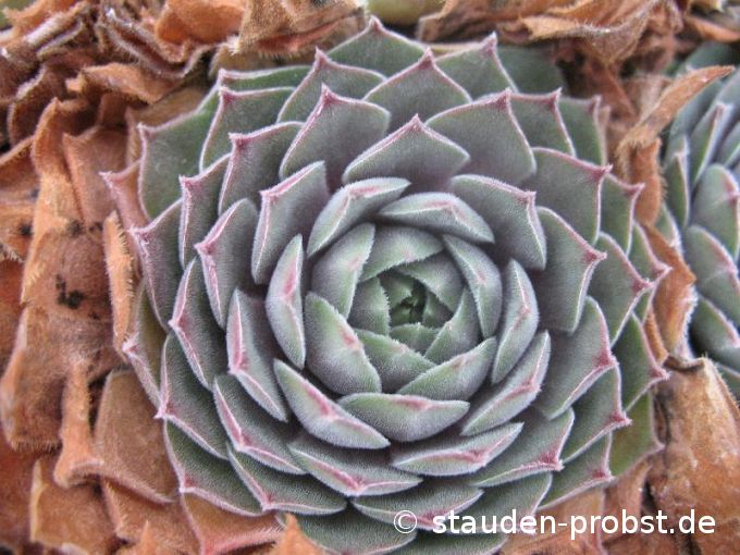 Sempervivum 'Purdy's 90-1' - Hauswurz