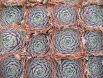 sempervivum-hyb-purdys-90-1