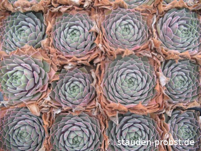 Sempervivum 'Purdy's 90-1' - Hauswurz