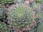 sempervivum-hyb-rasperry-ice-2