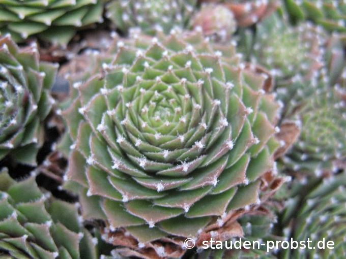 Sempervivum 'Rasperry Ice' - Hauswurz