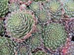 sempervivum-hyb-rasperry-ice
