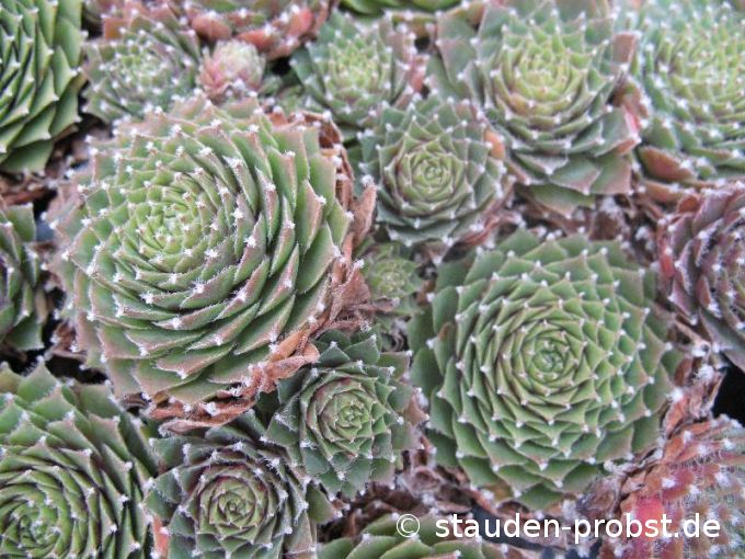 Sempervivum 'Rasperry Ice' - Hauswurz
