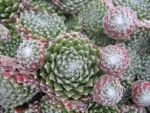 sempervivum-hyb-rauhreif-2