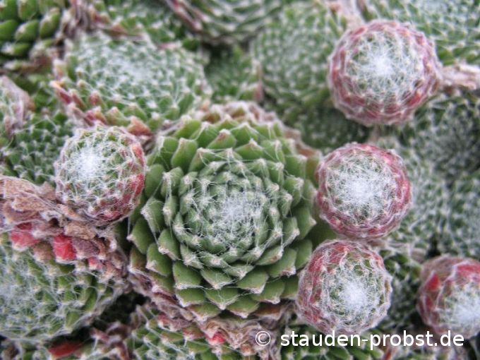 Sempervivum 'Rauhreif' - Hauswurz