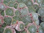 sempervivum-hyb-rauhreif