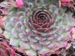 sempervivum-hyb-red-cross