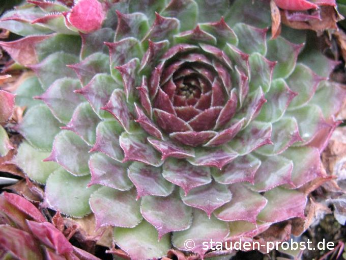 Sempervivum 'Red Cross' - Hauswurz