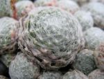 sempervivum-hyb-rheinkiesel-2
