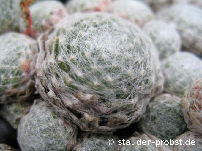 Sempervivum 'Rheinkiesel' - Hauswurz