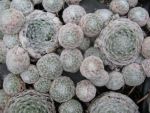 sempervivum-hyb-rheinkiesel