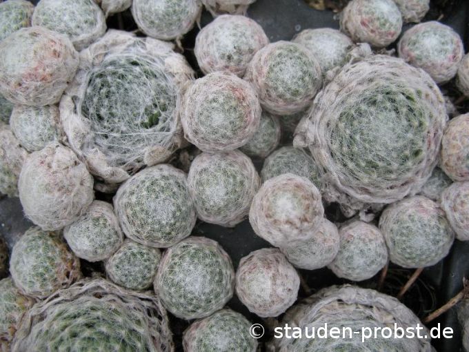 Sempervivum 'Rheinkiesel' - Hauswurz