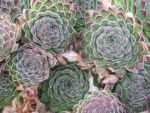 sempervivum rhutenicum-2