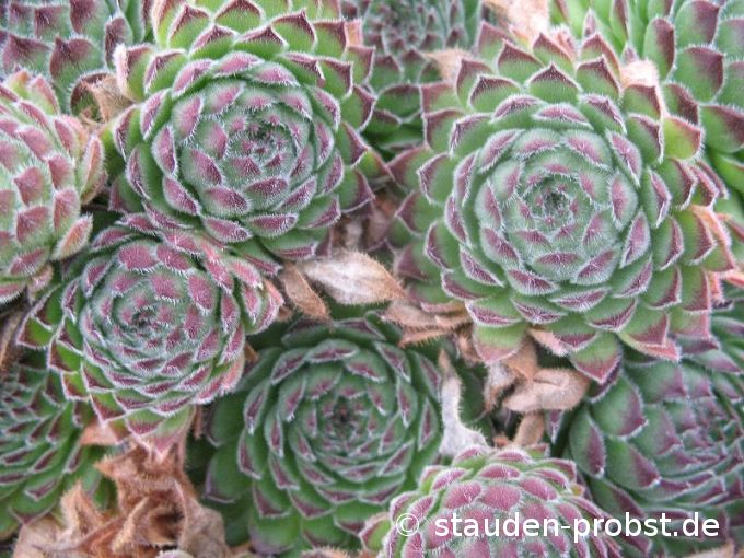Sempervivum rhutenicum - Hauswurz