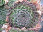 sempervivum rhutenicum